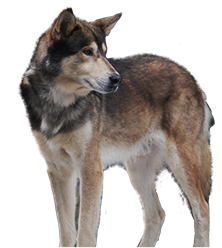 2015 Jeep Cherokee The Detour Wolf